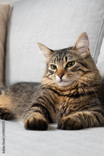 Portrait of a beautiful tabby cat with yellow-green eyes resting lying on a gray sofa