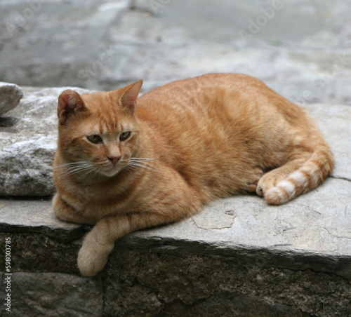 The street cat resting in the ruins