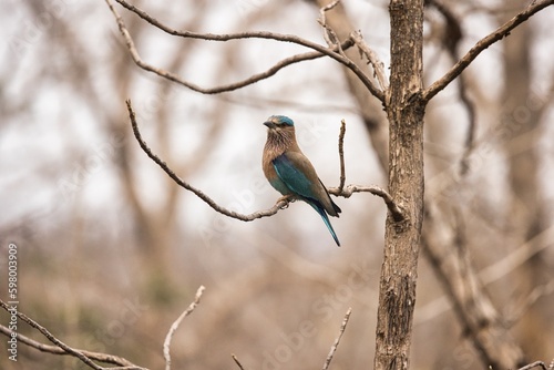 Indian roller bird or the blue jay at Tipeshwar Wildlife Sanctuary
 photo