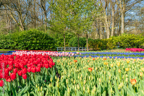 Fototapeta Naklejka Na Ścianę i Meble -  Beautiful Keukenhof Garden with blooming tulips, Holland