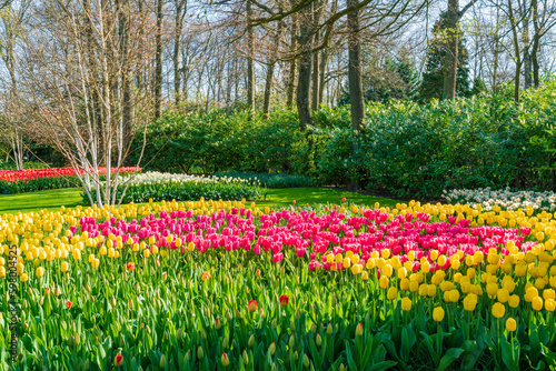 Beautiful Keukenhof Garden with blooming tulips, Holland
