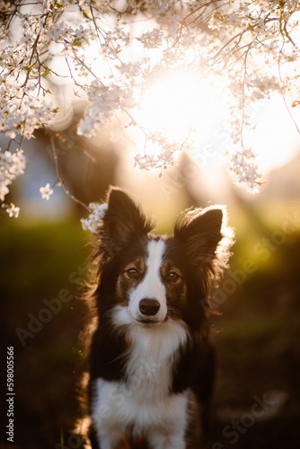 Obraz na płótnie Trikolor border collie pozuje do zdjęcia w sadzie jabłoni o zachodzie słońca w salonie