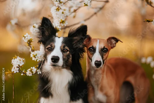 Obraz Dwa psy border collie i whippet pozują do zdjęcia w sadzie jabłoni o zachodzie słońca