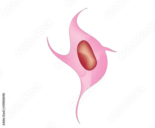 Fibrocyte
