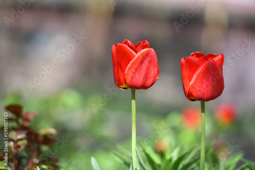 Tulipa. Two red tulips. beautiful flowers blooming in spring on a flower bed in the garden. delicate red tulips. floral holiday background  close-up  bokeh
