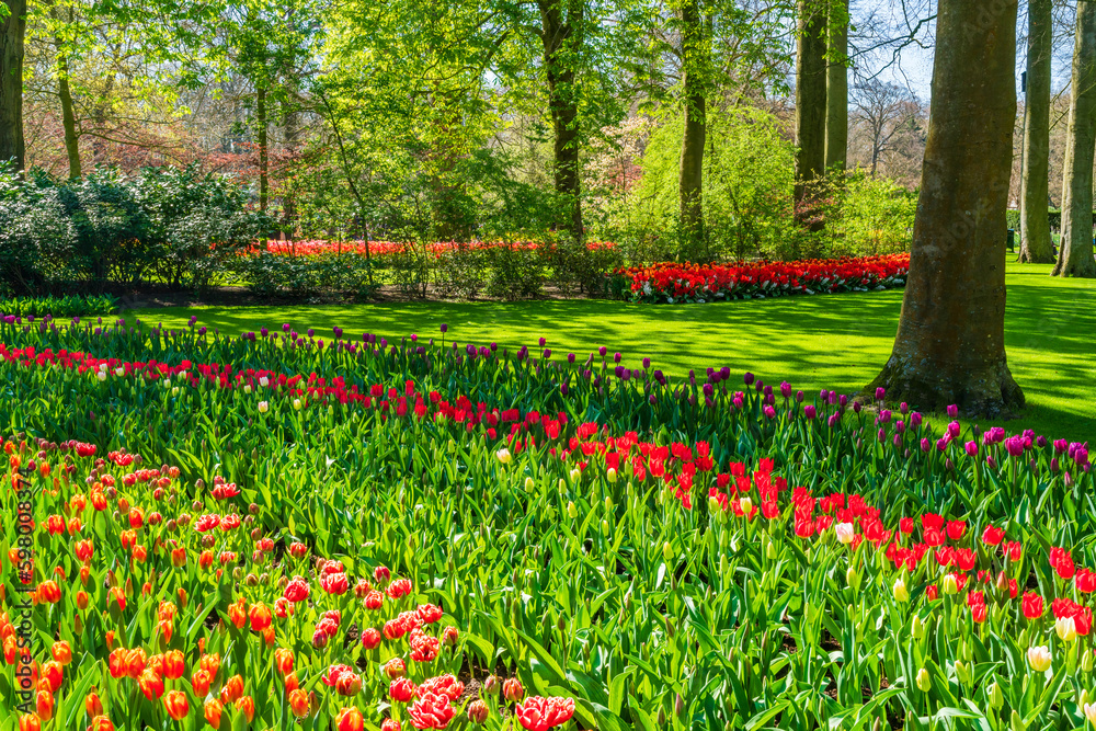 Beautiful Keukenhof Garden with blooming tulips, Holland