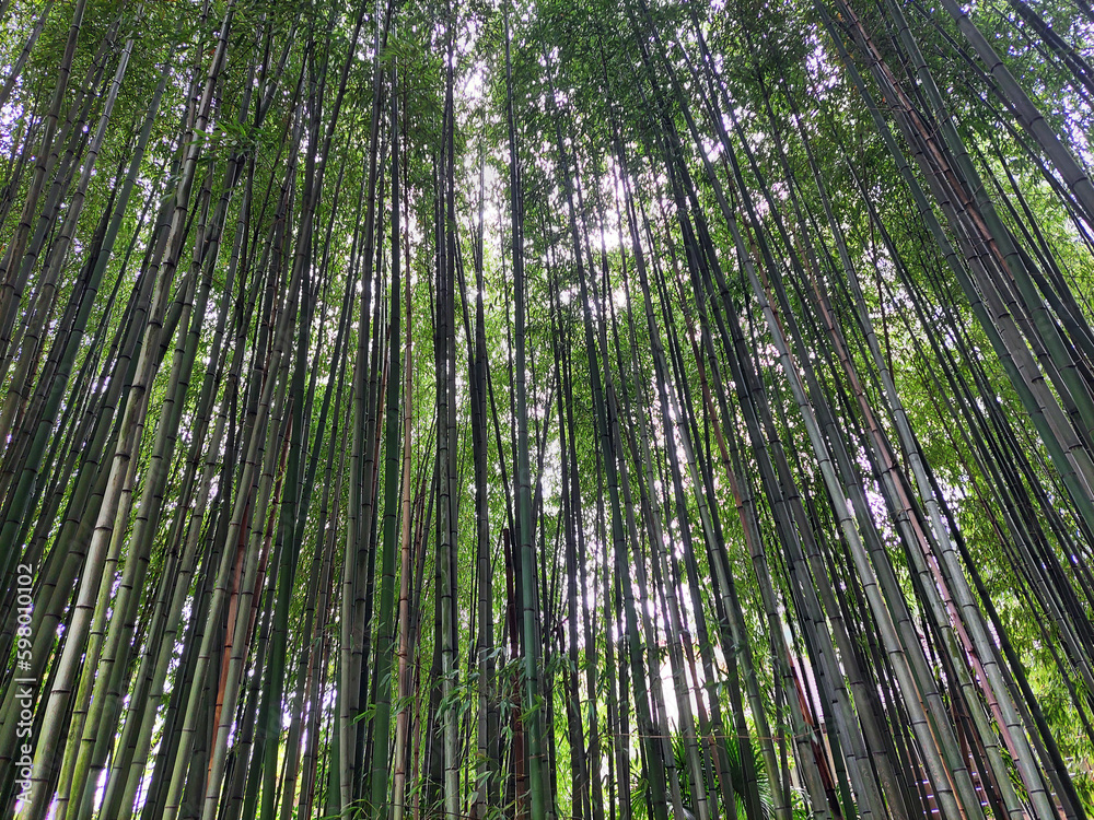 Bamboo forest, tropical garden, natural background of bamboo cane. Bamboo forest, tropical garden, natural background of bamboo cane.