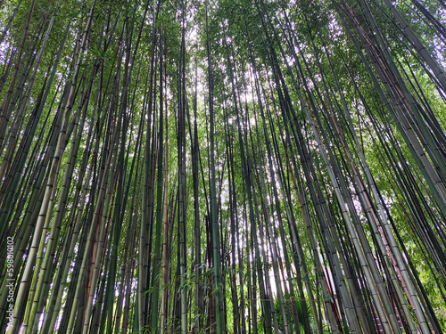 Bamboo forest, tropical garden, natural background of bamboo cane.