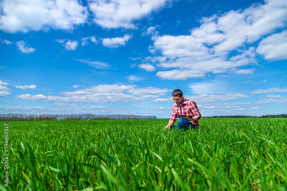 A man farmer checks how wheat grows in the field. Selective focus. A man farmer checks how wheat grows in the field. Selective focus.