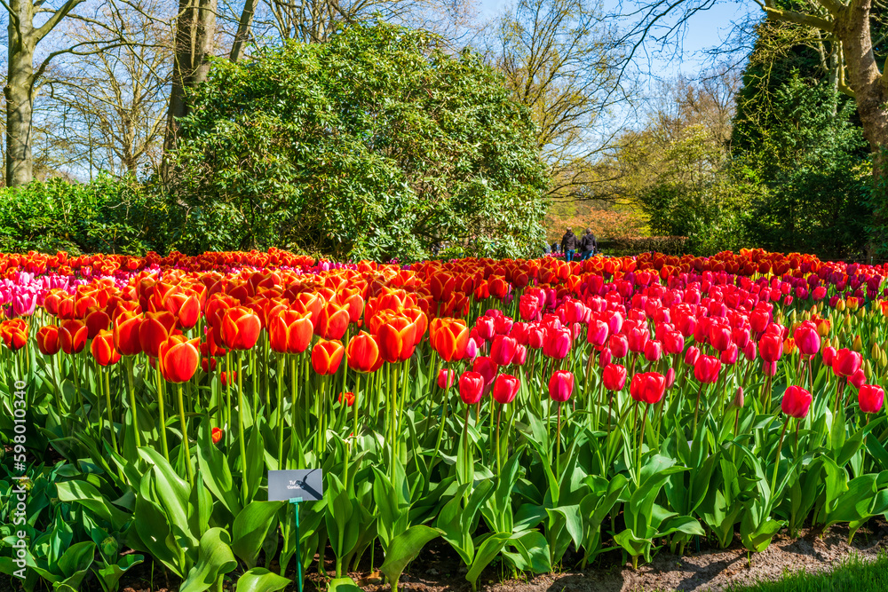 Beautiful blooming tulips in Keukenhof Garden, Holland. Selective focus Beautiful blooming tulips in Keukenhof Garden, Holland. Selective focus