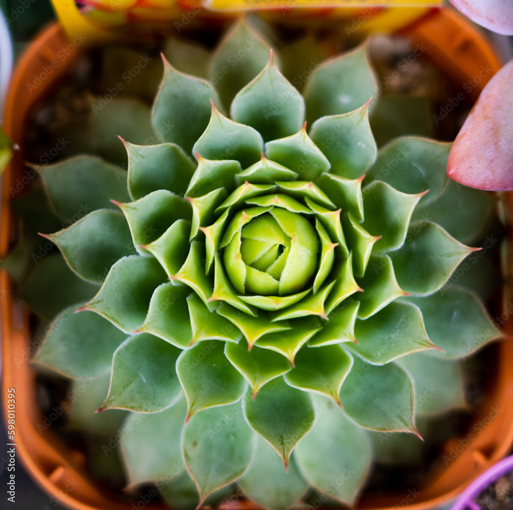Fototapeta premium Sempervivum