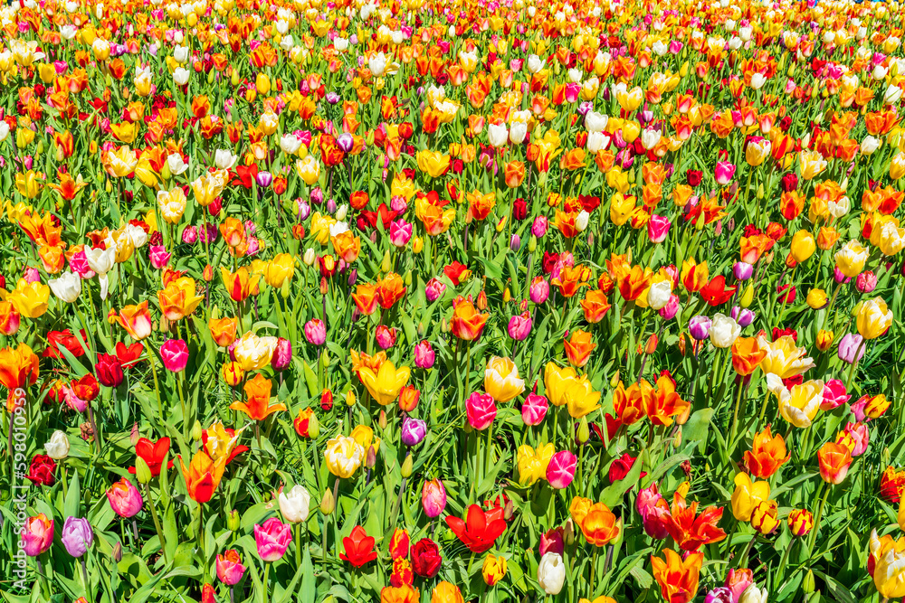 Beautiful blooming tulips in Keukenhof Garden, Holland. Selective focus