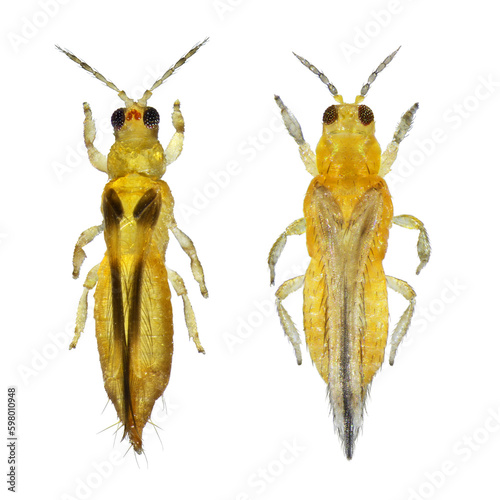 Thrips are minute, slender insect pests of fruit trees. Chaetanaphothrips orchidii and Scirtothrips citri. Isolated on a white background photo