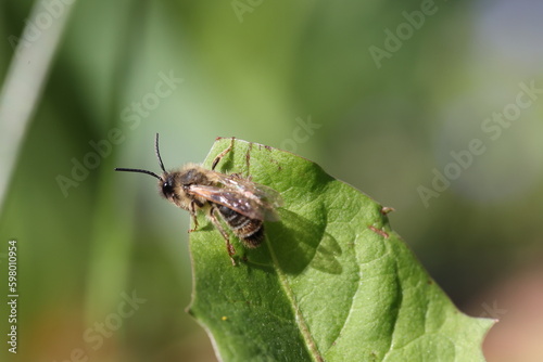 Solitary bee sitting on a green leave in nature