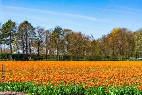 Fields with colorful tulips in Lisse, Holland