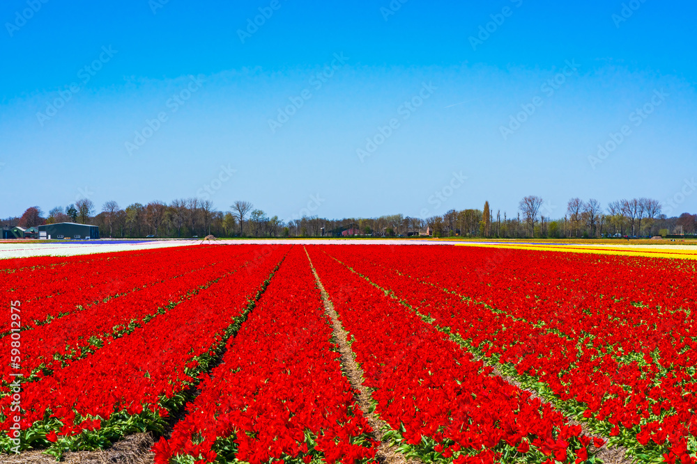 Fields with colorful tulips in Lisse, Holland