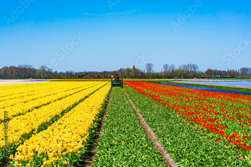 Farmer on a combine machine harvests blooming tulips on a field in Lisse. Holland