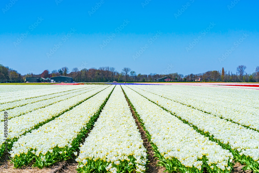 Fields with colorful tulips in Lisse, Holland