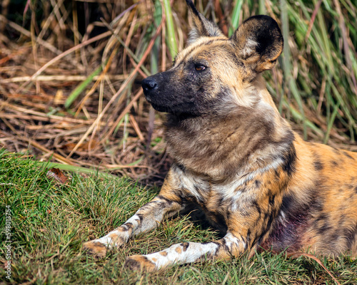 Portrait of an African painted dog