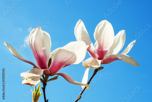 Pink magnolia flowers blooming tree in the wild against the background of snowy mountains. Magnolia stellata  selective focus.