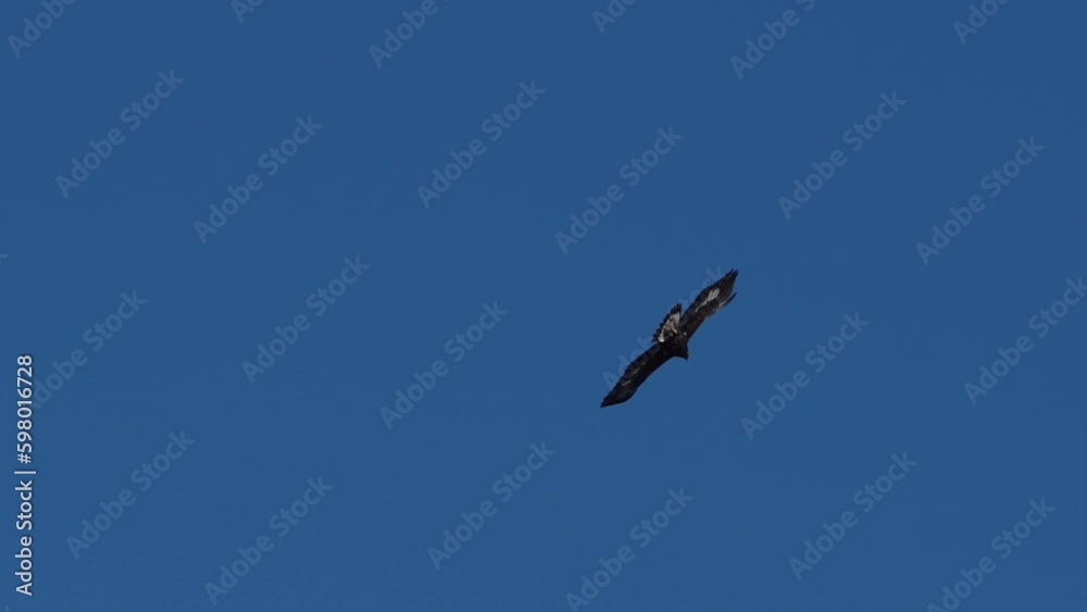 Bird of prey flying on blue sky background in Kyrgyzstan Bird of prey flying on blue sky background in Kyrgyzstan