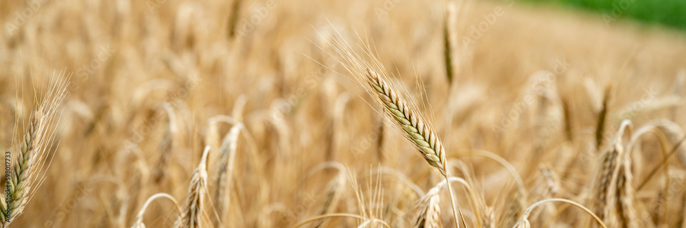 Wide view image of a delicate golden ear of wheat growing in ripening wheat field Wide view image of a delicate golden ear of wheat growing in ripening wheat field