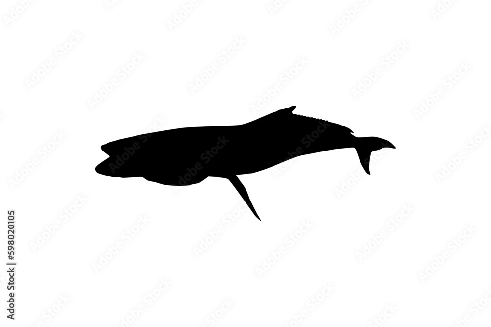 Cobia Fish Silhouette, also known as black kingfish, black salmon, ling, lemonfish, crabeater, prodigal son, codfish, and black bonito. Vector Illustration Cobia Fish Silhouette, also known as black kingfish, black salmon, ling, lemonfish, crabeater, prodigal son, codfish, and black bonito. Vector Illustration