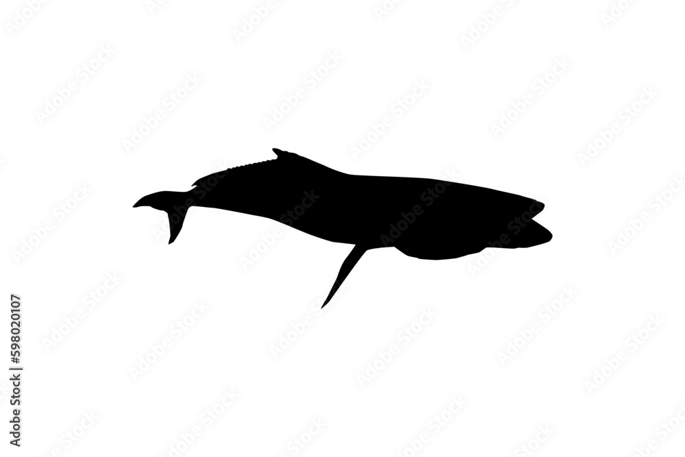 Cobia Fish Silhouette, also known as black kingfish, black salmon, ling, lemonfish, crabeater, prodigal son, codfish, and black bonito. Vector Illustration Cobia Fish Silhouette, also known as black kingfish, black salmon, ling, lemonfish, crabeater, prodigal son, codfish, and black bonito. Vector Illustration