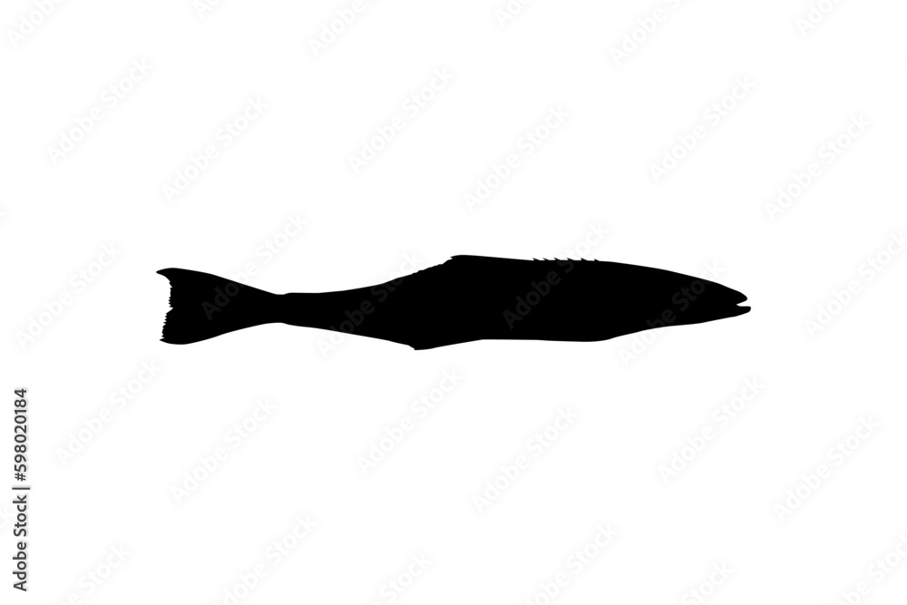 Cobia Fish Silhouette, also known as black kingfish, black salmon, ling, lemonfish, crabeater, prodigal son, codfish, and black bonito. Vector Illustration Cobia Fish Silhouette, also known as black kingfish, black salmon, ling, lemonfish, crabeater, prodigal son, codfish, and black bonito. Vector Illustration