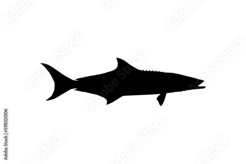 Cobia Fish Silhouette, also known as black kingfish, black salmon, ling, lemonfish, crabeater, prodigal son, codfish, and black bonito. Vector Illustration