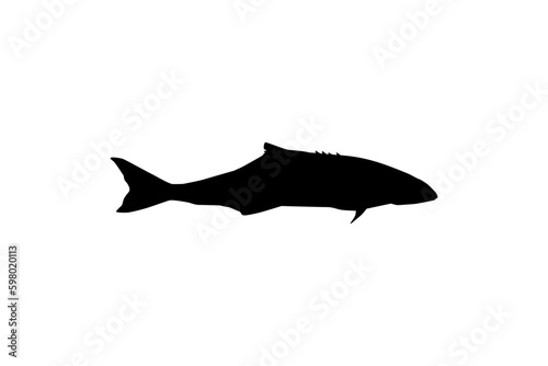 Cobia Fish Silhouette, also known as black kingfish, black salmon, ling, lemonfish, crabeater, prodigal son, codfish, and black bonito. Vector Illustration photo