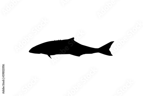 Cobia Fish Silhouette, also known as black kingfish, black salmon, ling, lemonfish, crabeater, prodigal son, codfish, and black bonito. Vector Illustration