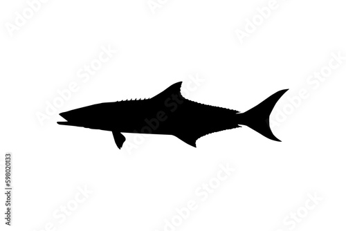 Cobia Fish Silhouette, also known as black kingfish, black salmon, ling, lemonfish, crabeater, prodigal son, codfish, and black bonito. Vector Illustration