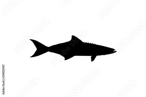Cobia Fish Silhouette, also known as black kingfish, black salmon, ling, lemonfish, crabeater, prodigal son, codfish, and black bonito. Vector Illustration