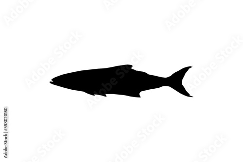 Cobia Fish Silhouette, also known as black kingfish, black salmon, ling, lemonfish, crabeater, prodigal son, codfish, and black bonito. Vector Illustration