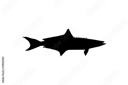 Cobia Fish Silhouette, also known as black kingfish, black salmon, ling, lemonfish, crabeater, prodigal son, codfish, and black bonito. Vector Illustration