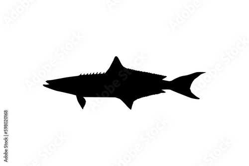 Cobia Fish Silhouette, also known as black kingfish, black salmon, ling, lemonfish, crabeater, prodigal son, codfish, and black bonito. Vector Illustration