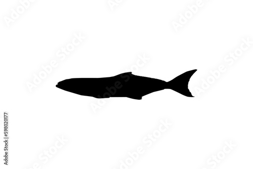 Cobia Fish Silhouette, also known as black kingfish, black salmon, ling, lemonfish, crabeater, prodigal son, codfish, and black bonito. Vector Illustration