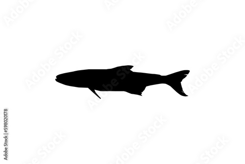 Cobia Fish Silhouette, also known as black kingfish, black salmon, ling, lemonfish, crabeater, prodigal son, codfish, and black bonito. Vector Illustration photo