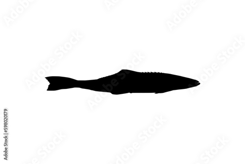 Cobia Fish Silhouette, also known as black kingfish, black salmon, ling, lemonfish, crabeater, prodigal son, codfish, and black bonito. Vector Illustration