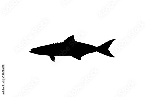 Cobia Fish Silhouette, also known as black kingfish, black salmon, ling, lemonfish, crabeater, prodigal son, codfish, and black bonito. Vector Illustration