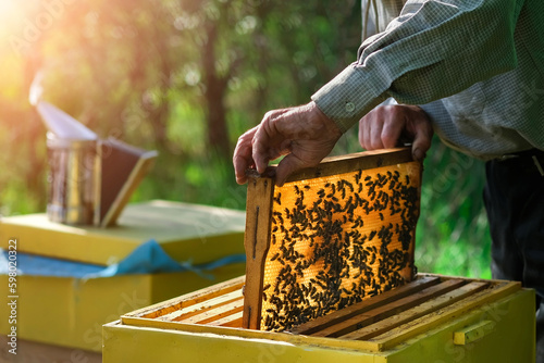 Beekeeper removing honeycomb from beehive. Person in beekeeper suit taking honey from hive. Farmer wearing bee suit working with honeycomb in apiary. Apiary as a hobby. Organic farming. Copy-space