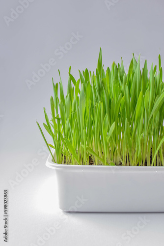 Isolated cat grass or wheat grass in a small container. Young sprouted grass for indoor cats to enjoy, eat, nibble or graze on. Wheat, oat or barley seeds. White background. Selective focus.