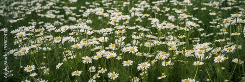 A breathtaking top view of a field filled with daisies, presenting a stunning natural texture and background. The numerous chamomile flowers are scattered throughout the meadow. gen ai
