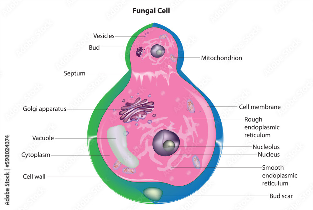 fungal cell anatomy Stock Vector Biology Diagrams