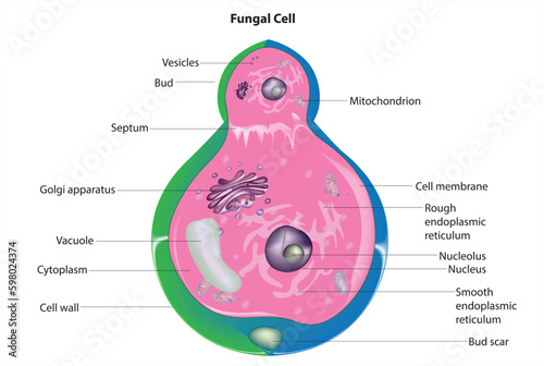 fungal cell anatomy photo