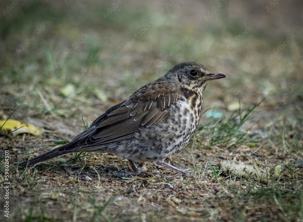 sparrow on a grass sparrow on a grass