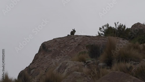 Viscacha sitting between rocks in the Andes in Chile. photo