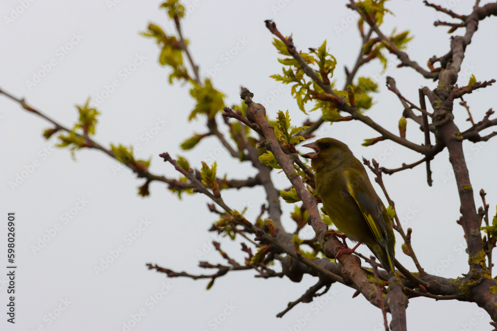 A beautiful animal portrait of a Goldfinch bird perched on a tree