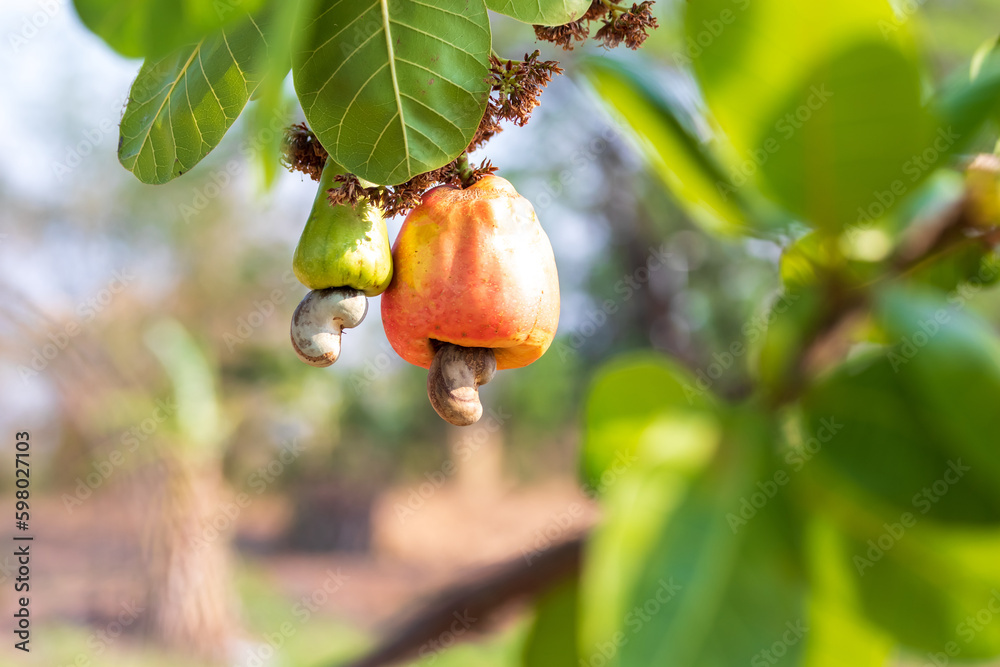 Cashew fruit. Cashew fruit (Anacardium occidentale) hanging on tree